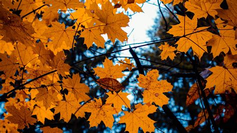 Download Wallpaper 2560x1440 Maple Leaves Yellow Tree Branch Autumn
