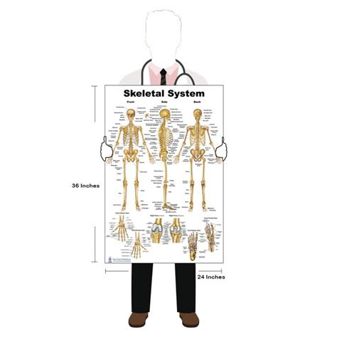 Skeletal System Large Poster
