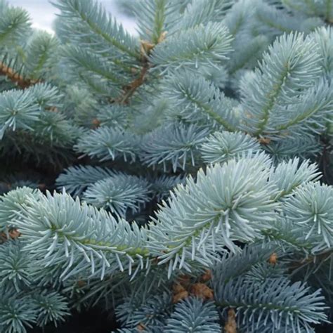 Blue Wonder Spruce Colorado Blue Spruce Plantingtree