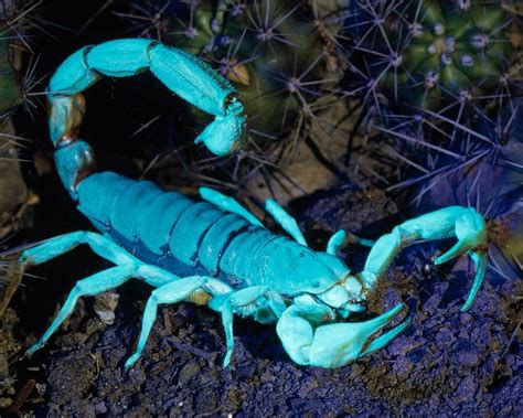 Blue Scorpion National Geographic Channel India