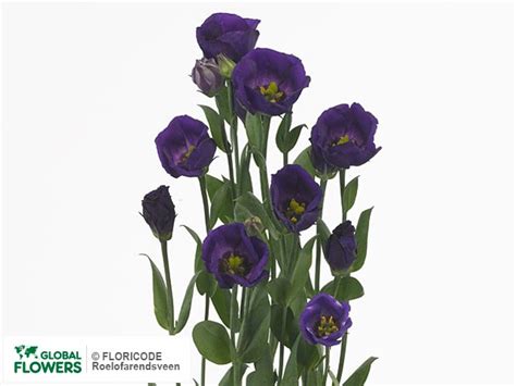 Photo Eustoma Russellianum Enkelbloemig Fioretti Purple Global Flowers