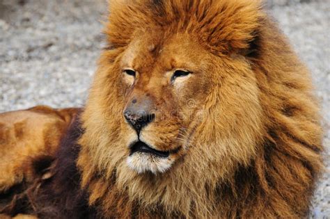 Lion In The Sun Stock Photo Image Of King Large Adult 11795514