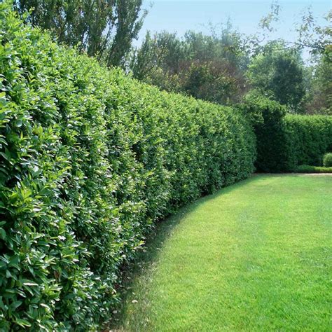 Golden Privet Hedge Spacing This Variety Grows Roughly 8 To 10 Feet