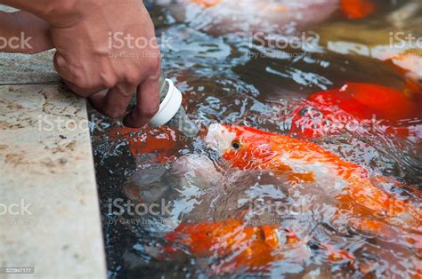 Feeding Koi Fish With Milk Bottle In Farm Stock Photo Download Image