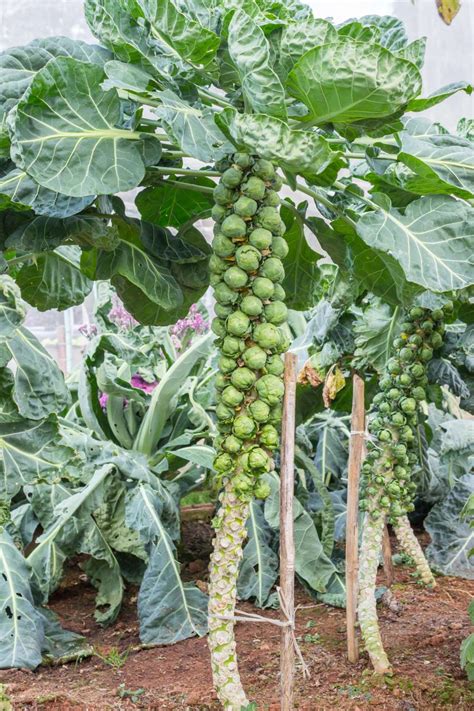 Do You Know How Brussels Sprouts Grow Kitchn