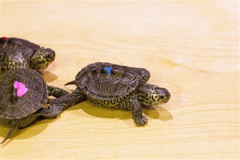 New Terrapins The Academy Of Natural Sciences