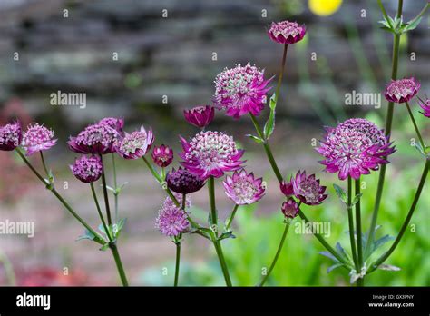 Red Pincushion Flowers Of The Hardy Perennial Masterwort Astrantia