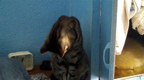 Cute Kitten Yawns Youtube