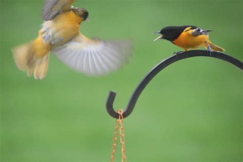 Baltimore Orioles And Orchard Orioles In The Backyard Ma Flickr