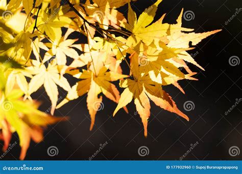 Japanese Maple Leaf Tree In Japanyellow Maple Leaves In Autumn Stock