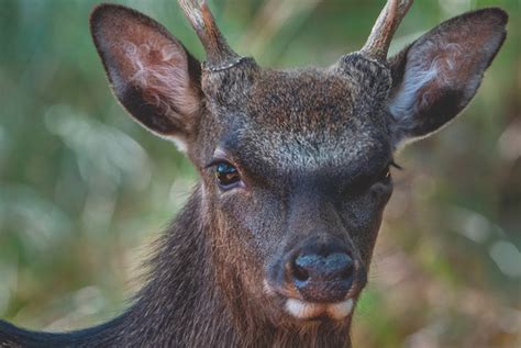 Sika Deer Just Why Do They Pose Such A Threat To Red Deer Shootinguk