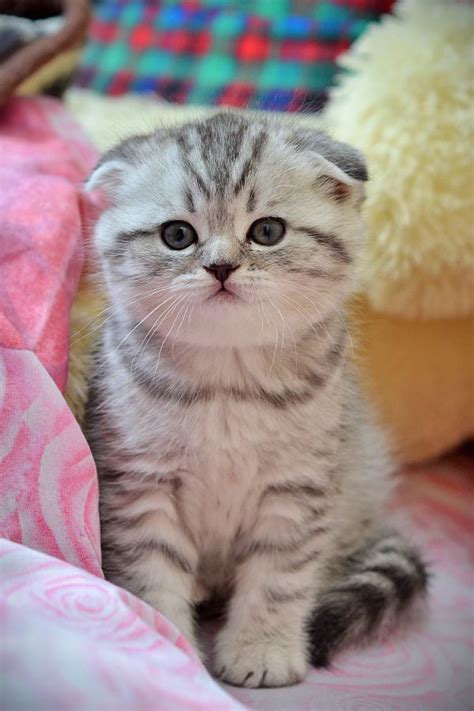 Kitten Kitten Breeds Cat Scottish Fold Munchkin Cat Scottish Fold