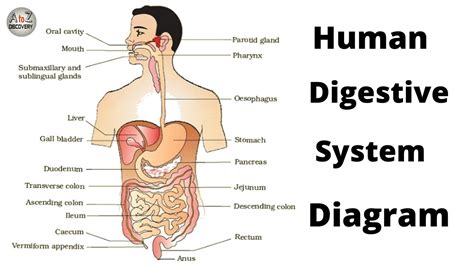 Human Digestive System How To Draw Labelled Diagram Of Digestive