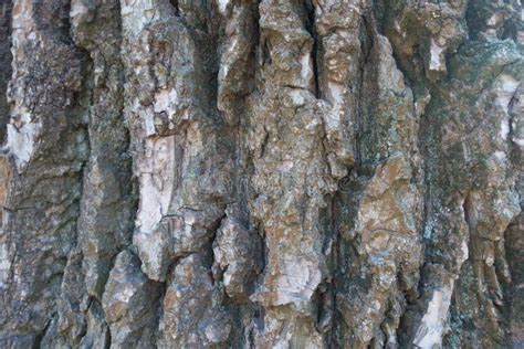 Close Shot Of Bark Of Black Poplar Stock Image Image Of Rough Forest