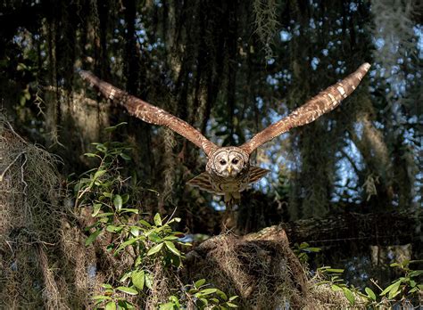 Barred Owl In Flight Photograph By John Ruggeri Fine Art America