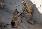 Dogs of war | Article | The United States Army