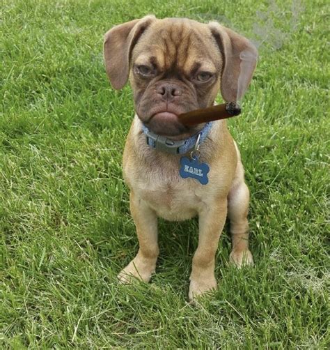 Best Earl The Grumpy Puppy Memes Cambio