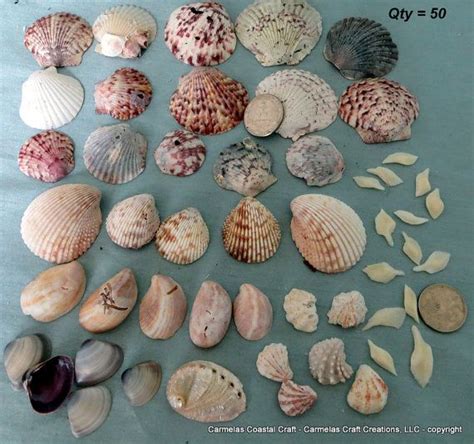 Sea Shell Supply Package Of 50 By Carmelascoastalcraft On Etsy 1000