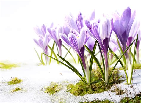 Image Snow Flowers Crocuses Closeup
