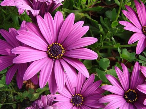 Lavender Cape Daisies With Pollen Beautiful Flowers Garden Gorgeous