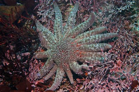 Sunflower Sea Star Pycnopodia An Apex Predator Shape Of Life
