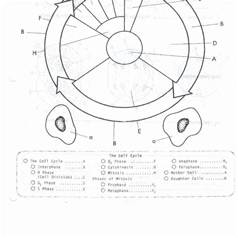30 Cell Cycle Coloring Worksheet Education Template Riset