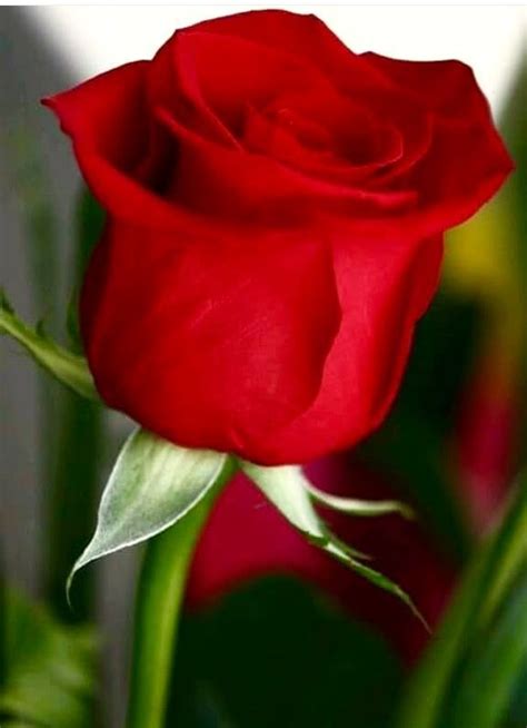 ROSAS HERMOSAS imágenes para descargar Gratis Rosas hermosas Flores hermosas rosas