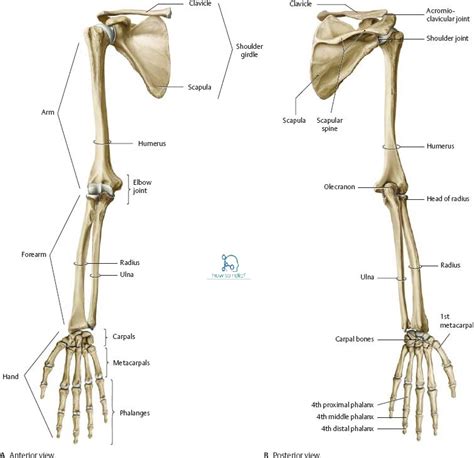The Upper Limb Upper Limb Anatomy Anatomy Bones Human Bones Anatomy