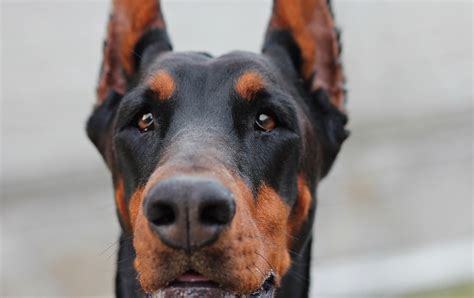 Doberman Dog Portrait · Free Photo On Pixabay