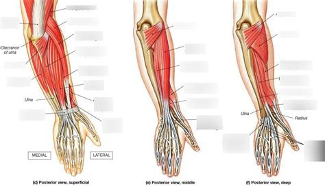 Muscles Of Posterior Arm Diagram Quizlet