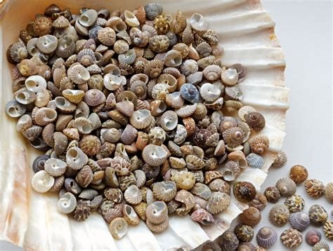 50 Teeny Tiny Top Shells For Seashell Art Tiny Colorful Craft Etsy