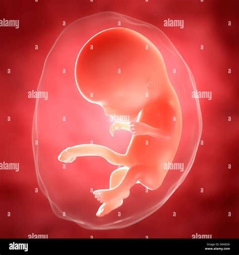 Foetus At 11 Weeks Artwork Stock Photo Alamy