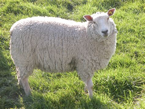 Imageafter Photos Sheep Farm Animal Field Meadow