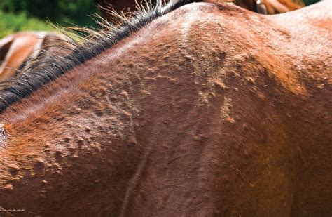 Managing Equine Allergies Equines Horse Health Allergies