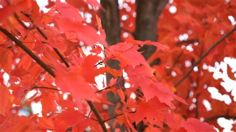 Free Photo Red Leaves Autumn Fall Leaf Free Download Jooinn