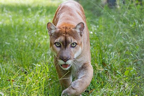 Florida panther the florida panther is an endangered subspecies of cougar (puma concolor) that lives in forests and swamps of southern florida in the united states. Florida Panther Facts: Animals of North America ...