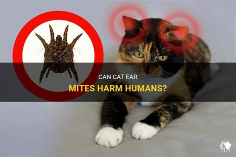Can Cat Ear Mites Harm Humans Petshun