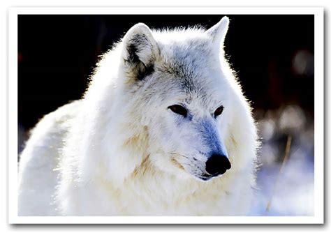 White Arctic Wolf Wild Life Framed Art Giclee Art Print
