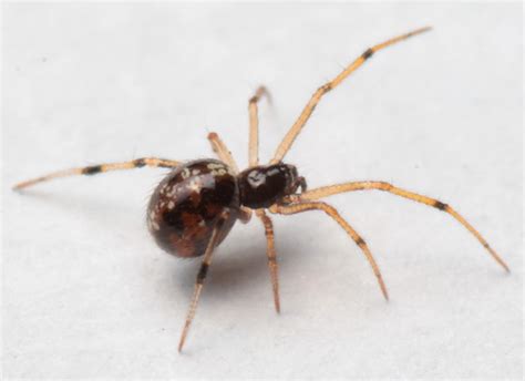 Tiny Brown Cobweb Spider Bugguidenet