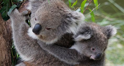 Koala Genome May Contain Clues For Helping The Species Survive