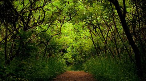 Download Hd Wallpapers Of Forest Road