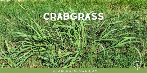 8 Most Common Weeds That Look Like Grass Cg Lawn