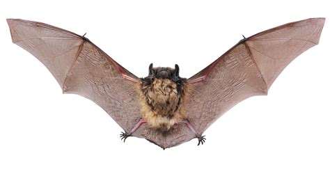 Bats Common Myths And How To Repel Them · Guardian