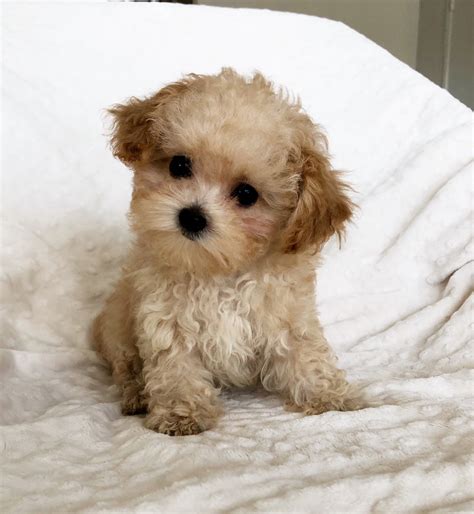 Teddy Bear Face Maltipoo Puppy Teacup Puppy Iheartteacups