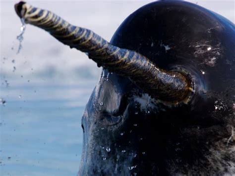 5 Interesting Narwhal Facts