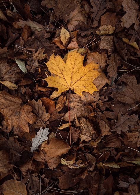 Leaves Autumn Dry Foliage HD Phone Wallpaper Peakpx