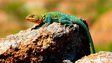 What Is The Best Pet Lizard For A Kid Pet Spares