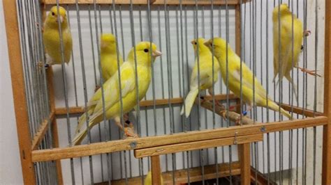 Canaries For Sale In Edgware London Gumtree