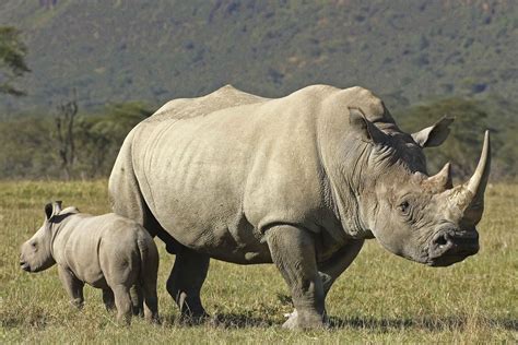 White Rhinoceros Wallpapers Wallpaper Cave