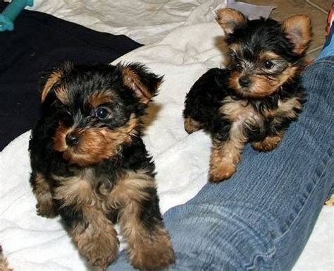 Students can build a valuable network of colleagues and professional references that can help them get an internship or. Yorkshire Terrier Puppies For Sale | Richmond, VA #290742